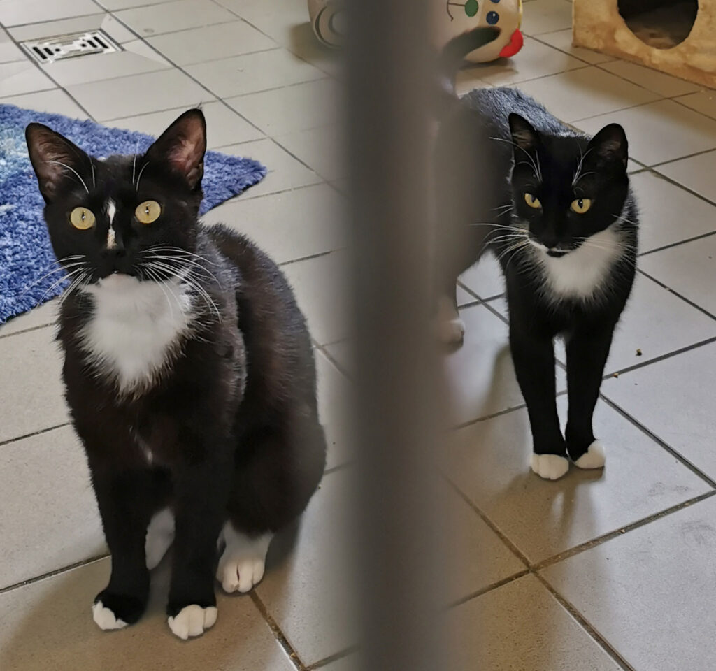 Ehrmanuel & Quängelina