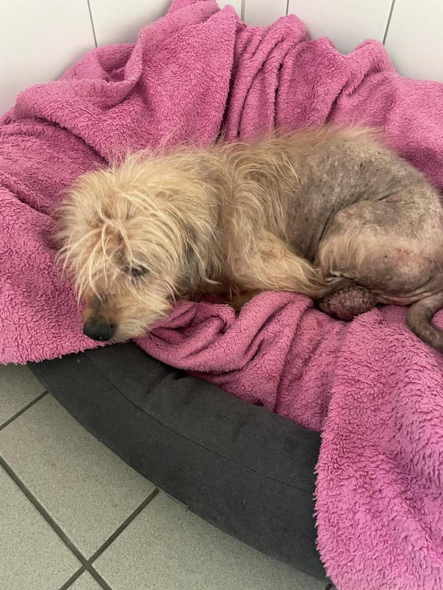 West Highland White Terrier-Mix Westi-mix