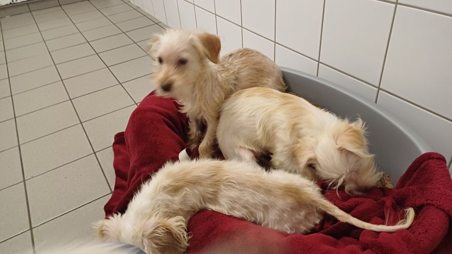 2024-108-11-Dackelwelpen-10 Pepper, Pepsi, Peppi,, Pebbles