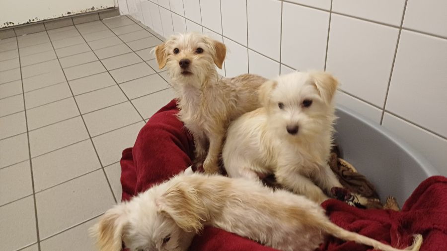 2024-108-11-Dackelwelpen-11 Pepper, Pepsi, Peppi,, Pebbles