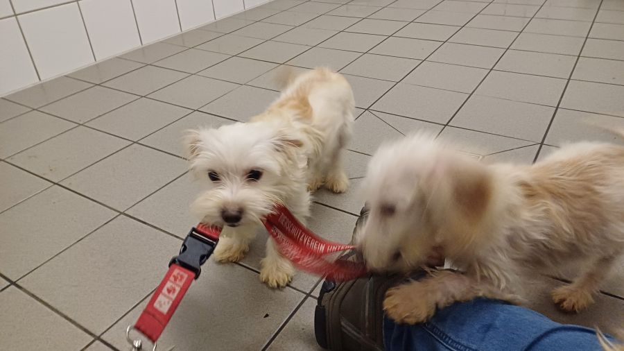 2024-108-11-Dackelwelpen-2 Pepper, Pepsi, Peppi,, Pebbles