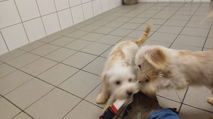 2024-108-11-Dackelwelpen-3 Pepper, Pepsi, Peppi,, Pebbles