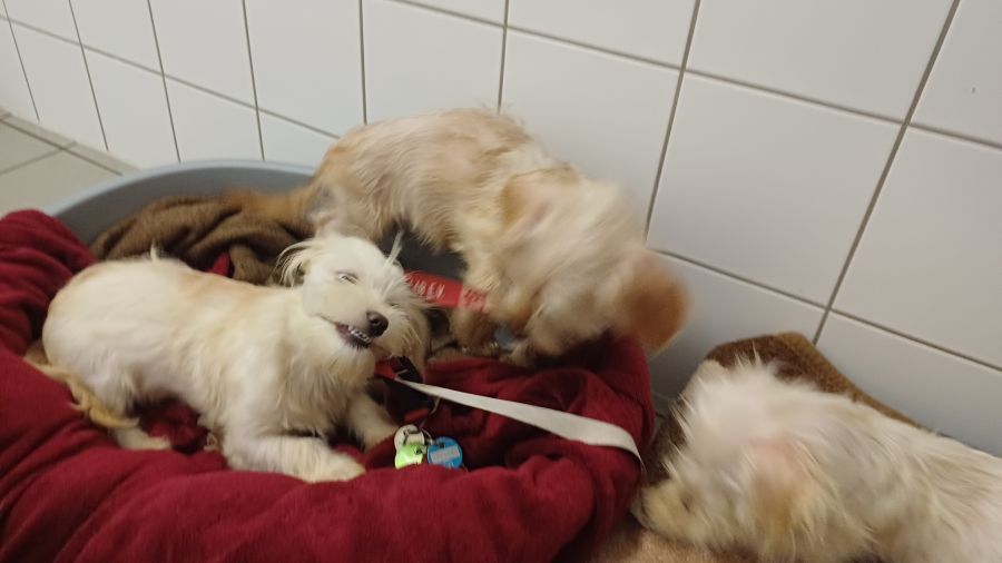 2024-108-11-Dackelwelpen-6 Pepper, Pepsi, Peppi,, Pebbles