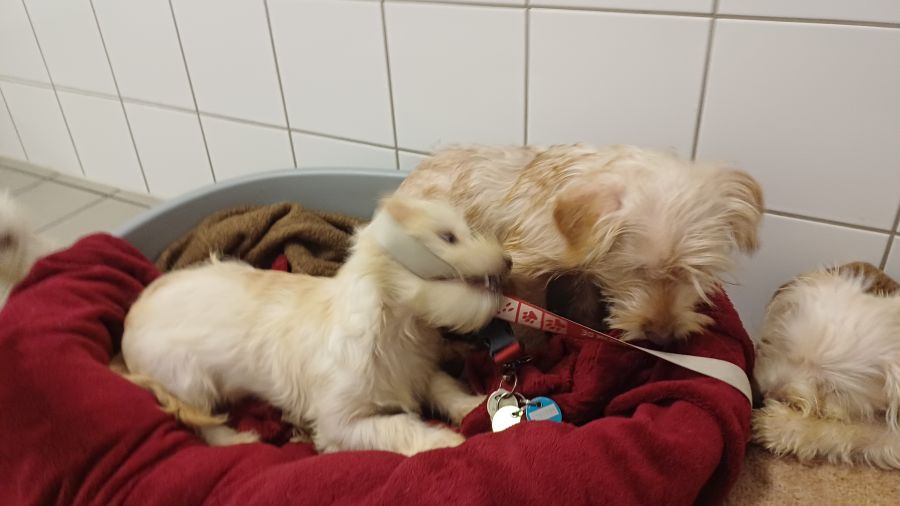 2024-108-11-Dackelwelpen-7 Pepper, Pepsi, Peppi,, Pebbles