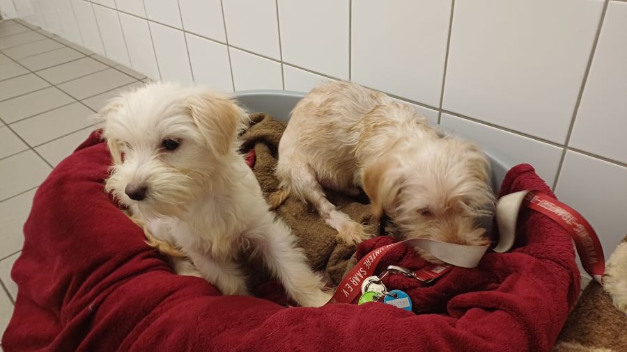 2024-108-11-Dackelwelpen-9 Pepper, Pepsi, Peppi,, Pebbles