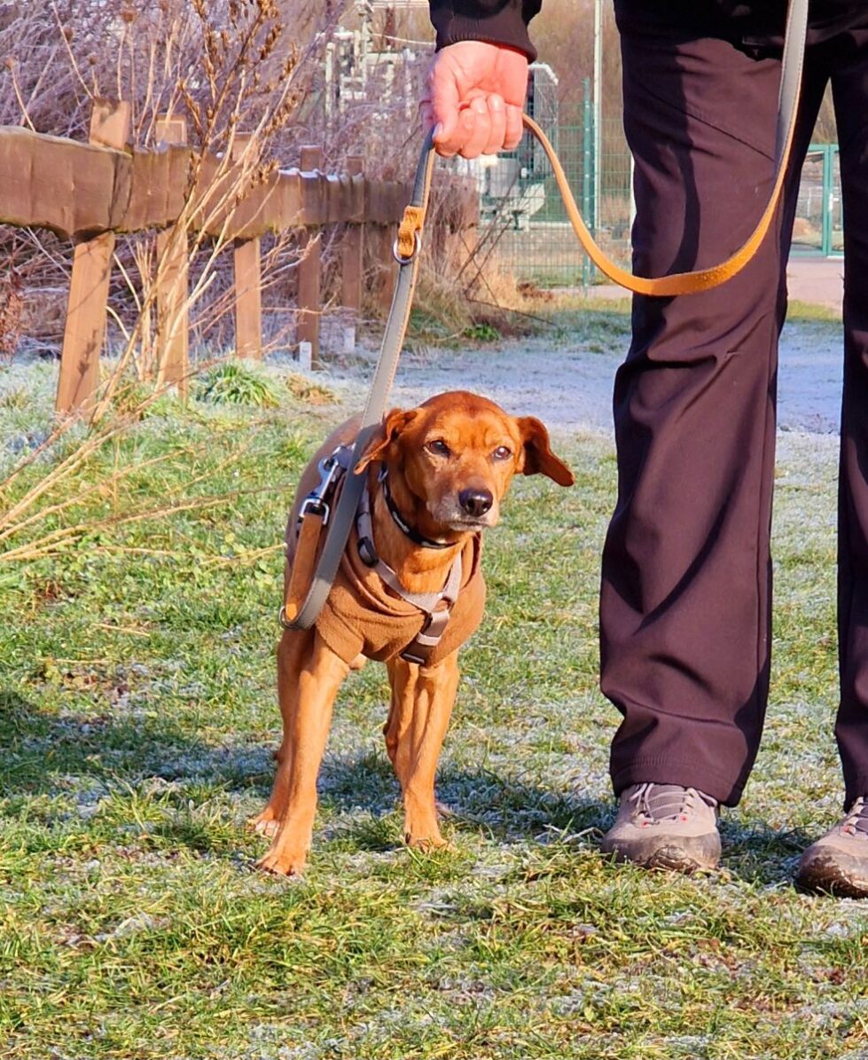 2025-006-Bärchen-HP-3 Bärchen