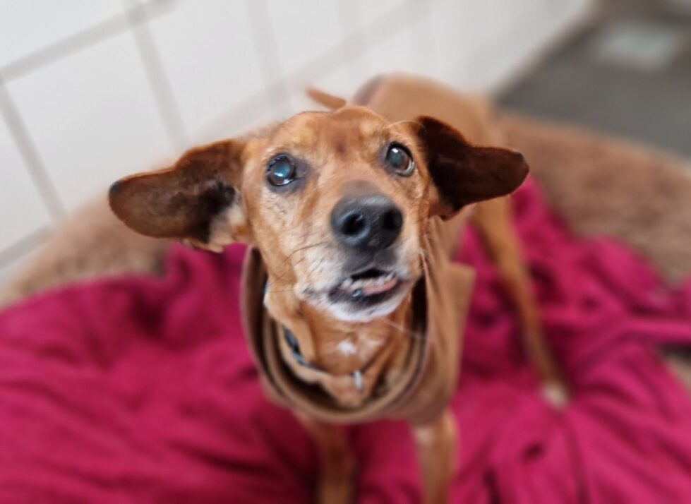 2025-006-Bärchen-HP-7 Bärchen