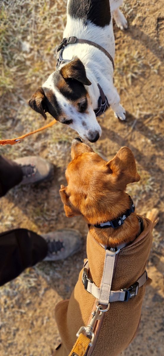 2025-006 und 007-Ben-und-Bärchen-HP-1 Ben und Bärchen