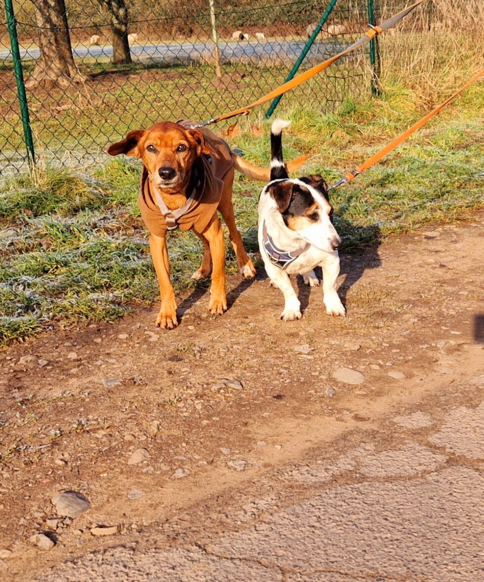 2025-006 und 007-Ben-und-Bärchen-HP-3 Ben und Bärchen