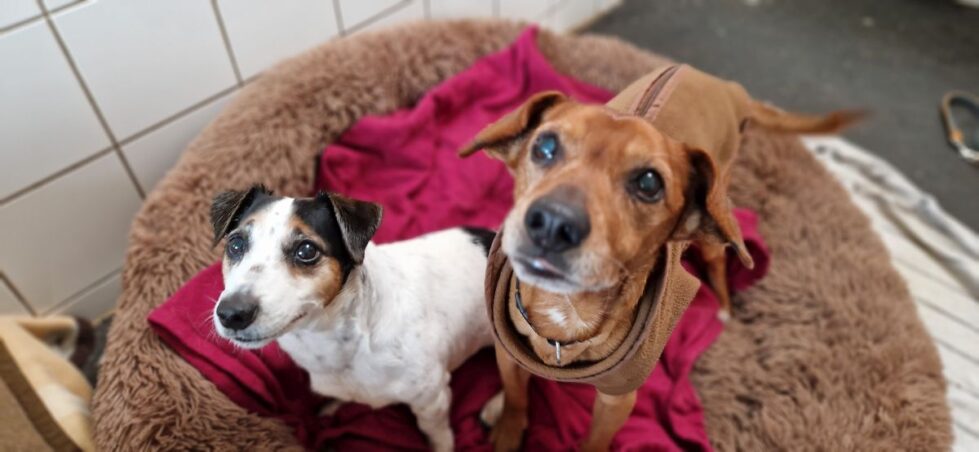 2025-006 und 007-Ben-und-Bärchen-HP-4 Ben und Bärchen