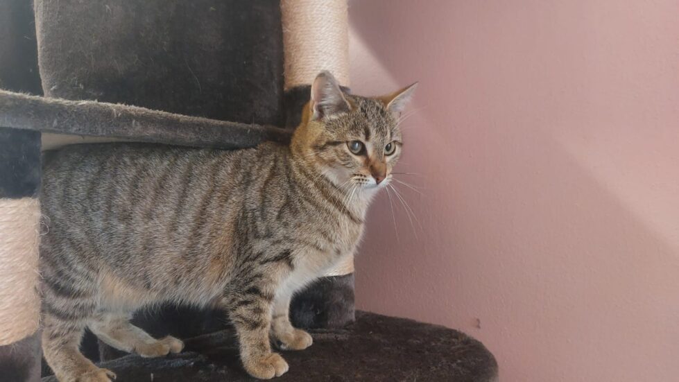 Minzi
