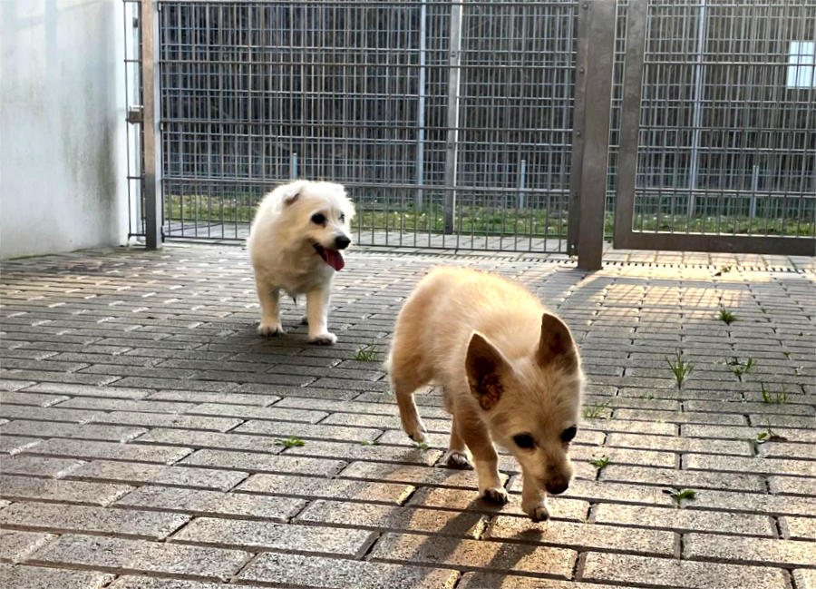 2025-021-022-Rocky-Mops-2-HP Mops und Rocky