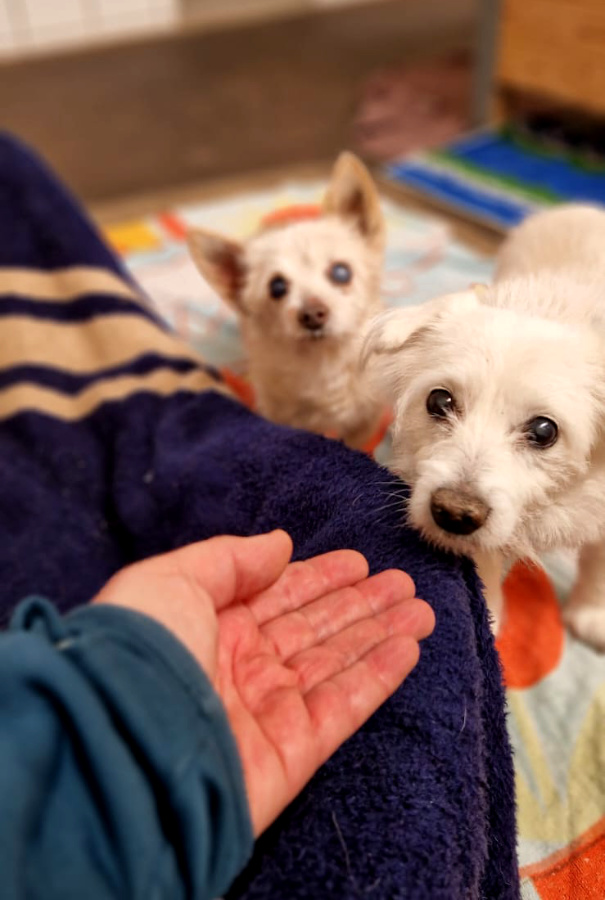 2025-021-022-Rocky-Mops-3-HP Mops und Rocky