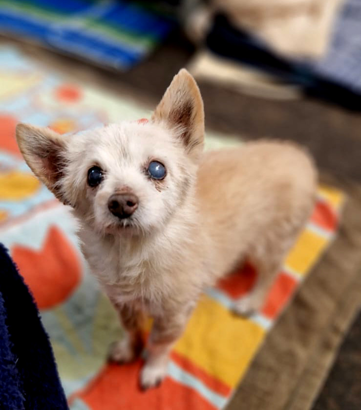 2025-021-Mops-1-HP Mops