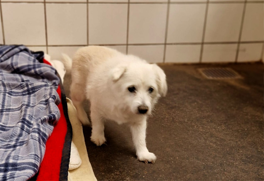 2025-022-Rocky-1-HP Mops