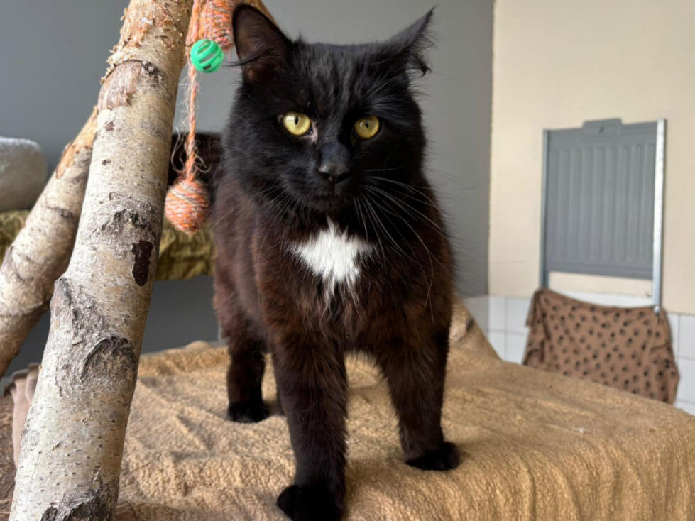Lord-Meowington
