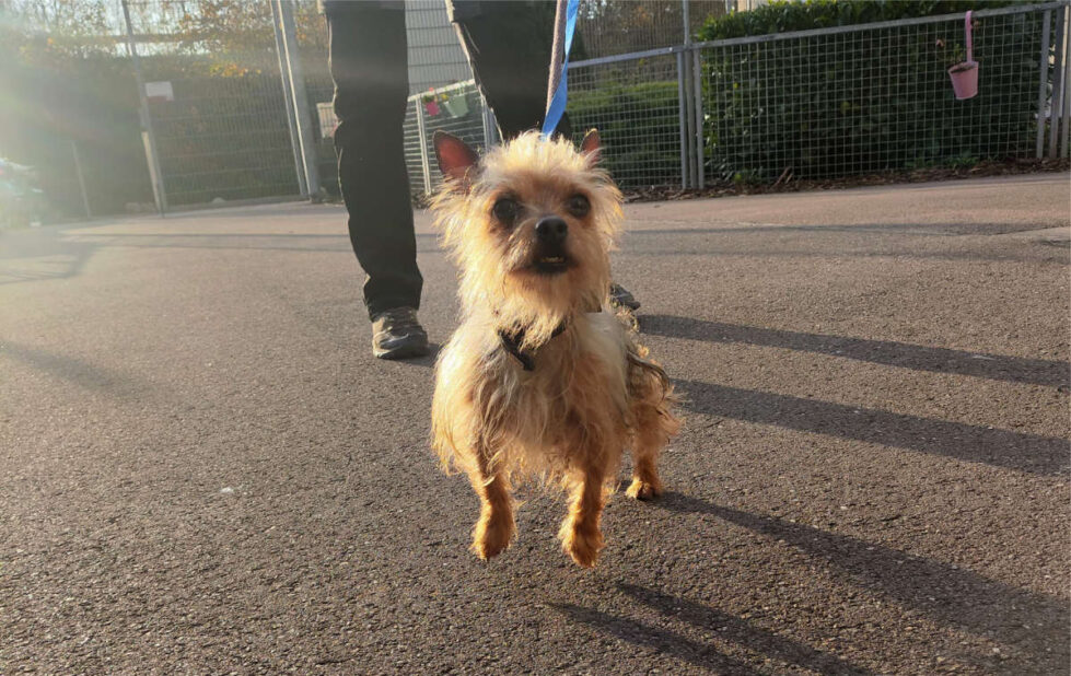 2025-087 Max-HP-1 Max