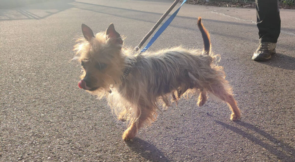 2025-087 Max-HP-3 Max