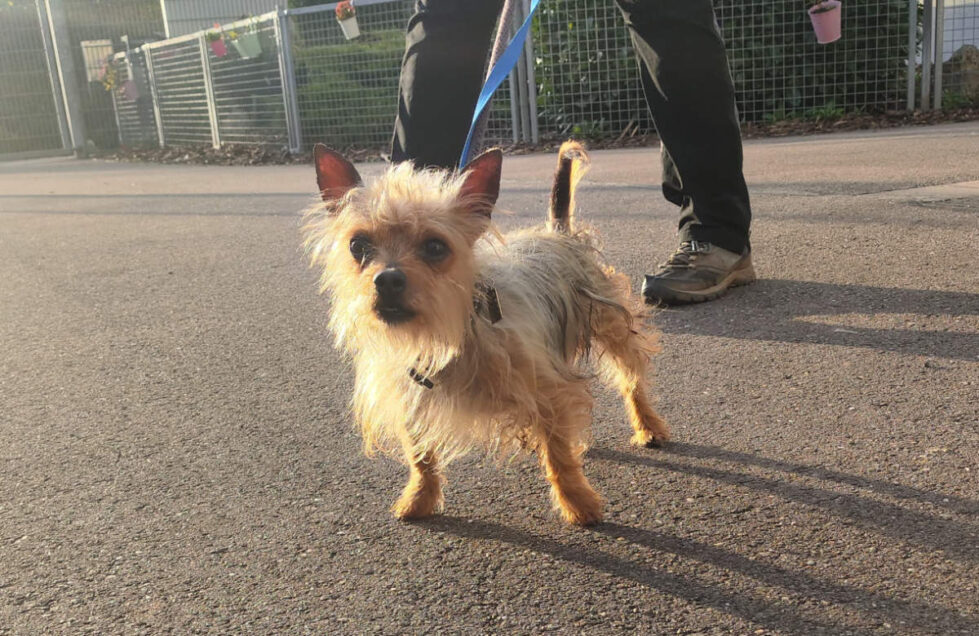 2025-087 Max-HP-4-original Max