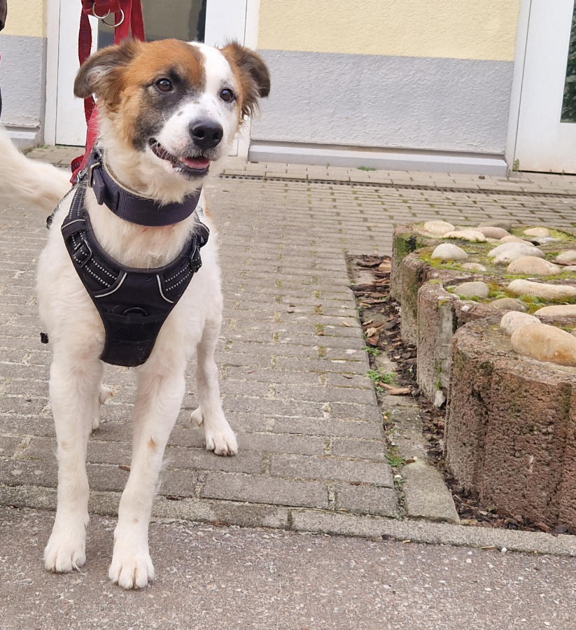 2026-001-Bella-HP-1 Bella