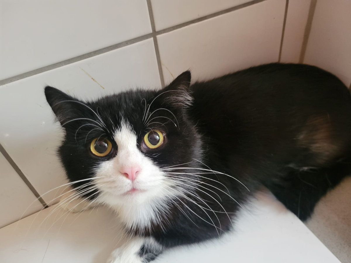 Findus Katzenmeier