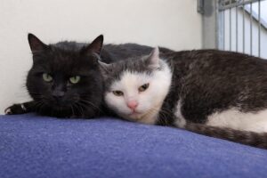 Sansalitos & Guadalupe