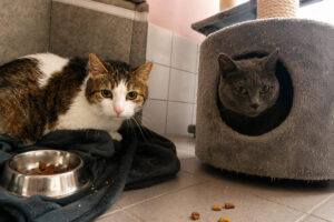 Bonny und Lucky