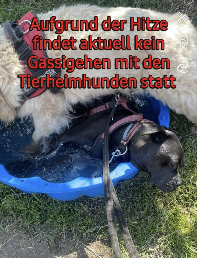 Kein Gassi wegen Hitze